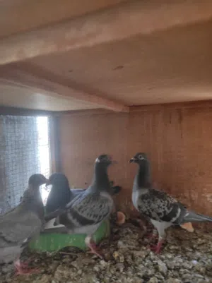البصره ابي الخصيب