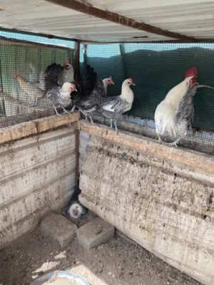 للبيع دجاج فيومي