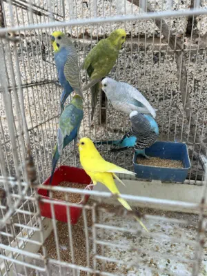 طيور بادجي 6 طروف فيهم زوز اناتي واربع دكورة