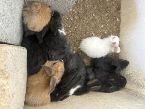 أرانب للبيع