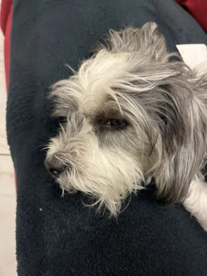 Leo looking for new home