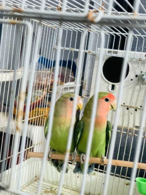 كوبيه بركديلو ربي ت يبارك مصوقره 2 بسعر نار