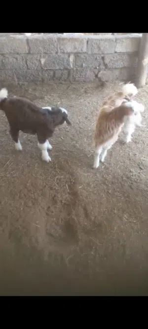 تيوسه عمانيات صغار  للبيع