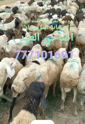 تيوس وبقر وعجول للبيع جمله فقط عدن مارب باقي المحافظات