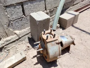 خنزيرة الماء صغيره الحجم