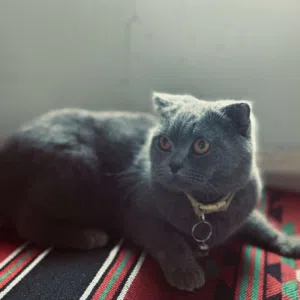 roro 