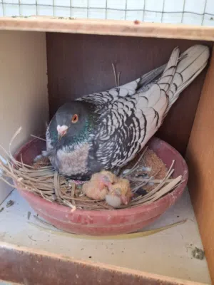 زاجل فراشة فاخر