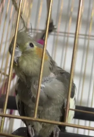 طير كوكتيل للبيع