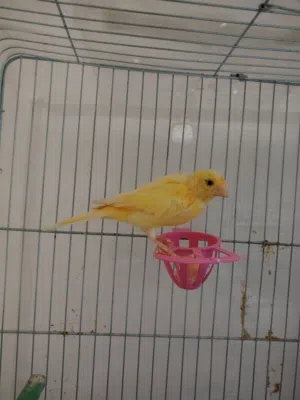 جوز كنااري.