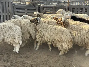 خرفان نعيمي ونجدي بياض وجه الحق علي الزين