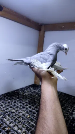ربي يبارك ماشاء الله للبيع تلاته طروف رصاصي طرفين طرنبيط خوت العيش والصاده فردي سعرهم 200 مع بعضهم