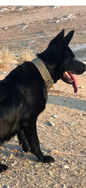 انثى جيرمن شيبرد ورك لاين