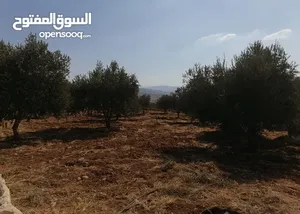 بالقرب من مزرعة الدكتور محمد نوح القضاه ارض مميزه للبيع في عنيبه 3 دونمات و 400 م موقع مميز