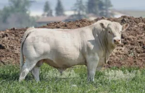 مطلوب عجل
