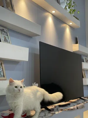 Persian cat for sale12 months only Handsome male cat for sale