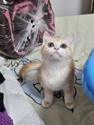 Scottish fold gold  male