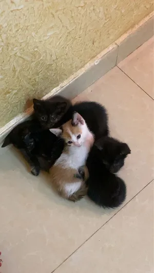 6 قطط للتبني