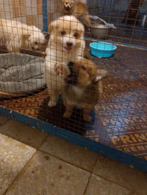 4sale Maltese puppies