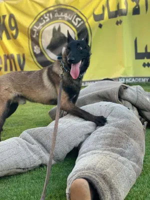 كلاب مالينو لي البيع