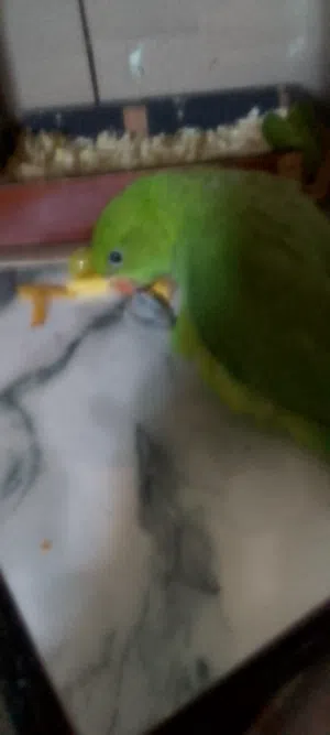 فرخ ببغاء دره للبيع