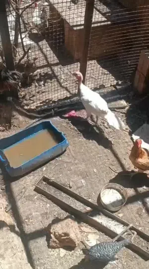 موجود 11 حبشه