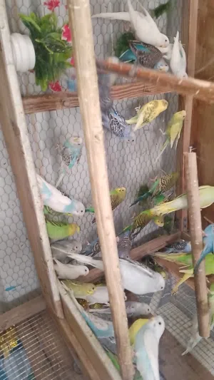 كوم مخاليف حب