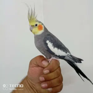 عصفير كنار عصفير حب عصفير كوكتيل عصفير روز عصفير فيشر