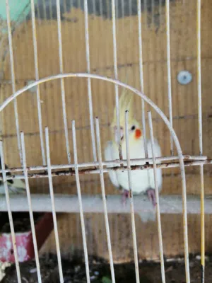 طيور كوكتيل