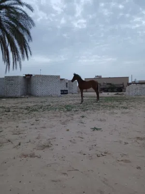 فلوة انجليزية انتاج محلي