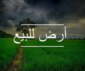 1150 متر على طريق الخدمات سوق الجمعه