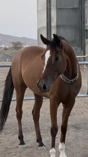 خيل سباق ابنت بركات الريف الغني عن التعريف