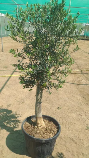 Olive Tree – شجرة الزيتون