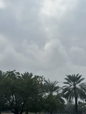 للتميز في السكن بيع مزرعة فيها أشجار بسيطة