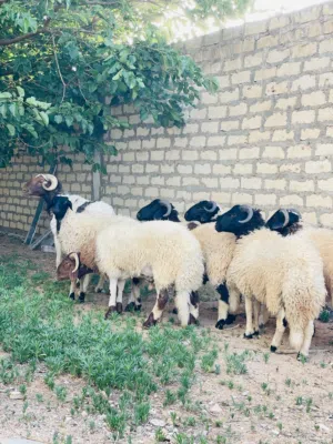 5خرفان ماشاءالله البيع