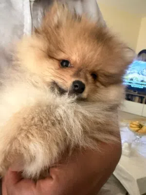 بمرينيان الحجم الصغير