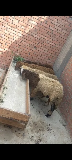 ‏غنم‏2