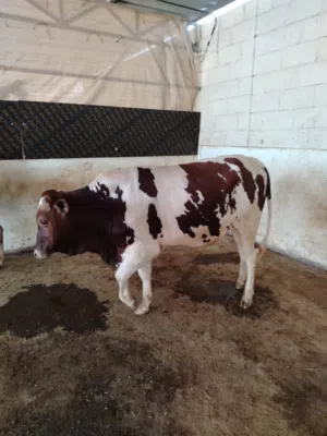 عجول ظفاريات