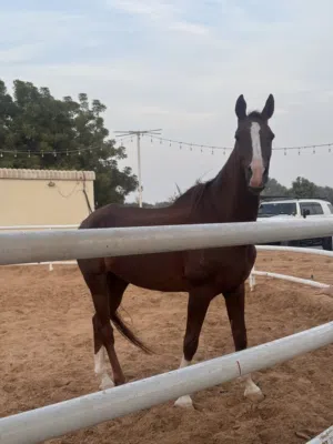 Horse for sell