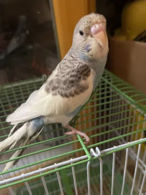 بادجي أليف للبيع