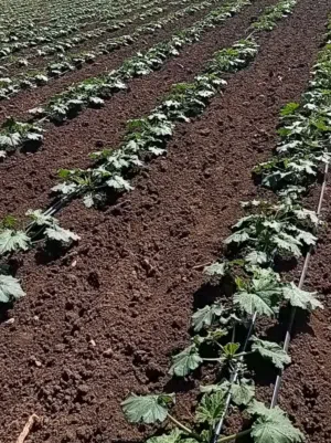 Mixed Use Land for Sale in Fès Other