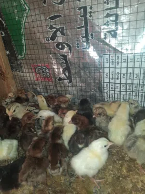 متوفر افراخ عرب عمر اسبوع زوج على 2ونص