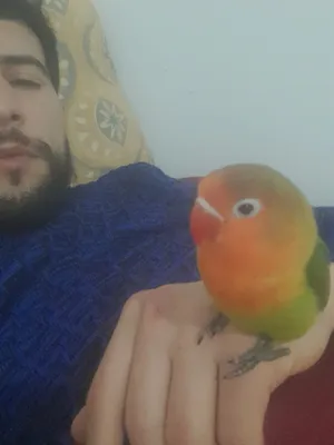 Birds4