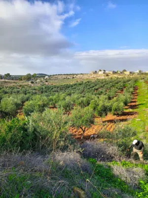 Farm Land for Sale in Irbid Hawr