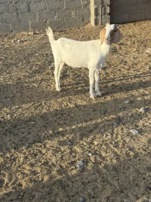 طقم تيس وسخله بورقوت