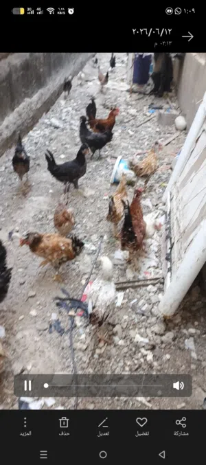 بيع دجاج كوتي افرق خط أول
