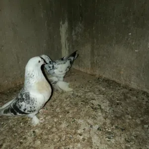 حمام للبيع