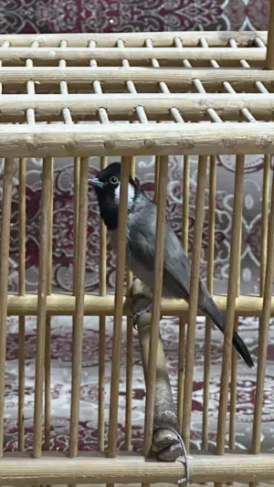 بلبل للبيع هو طير راكد وجان ياكل من الايد بس ابيع وحشي