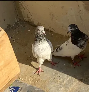 4 pigeons 500 aed negotiable
