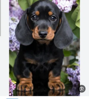 جرو دشهاوند