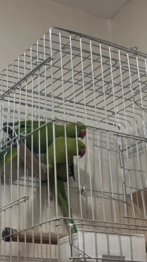 للبع ذكرين دره